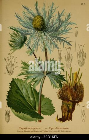 Atlas der Alpenflora Wien Alpenvereins 1882 alpes atlas plantes de montagne, Une illustration botanique d'Eryngium alpinum, communément appelé Alpine Eryngo ou Alpen-Mannstreue. Cette plante se caractérise par ses feuilles épaisses et texturées et ses têtes de fleurs bleu-vert distinctives, qui sont entourées de bractées ressemblant à des feuilles pointues et pointues. Accompagnant la représentation principale de la plante, des croquis plus petits et détaillés présentant diverses structures florales, telles que les étamines et les pistils, étiquetés avec une terminologie comme « fl » pour fleur, « pe » pour pédoncule et « sel » pour graine. Banque D'Images