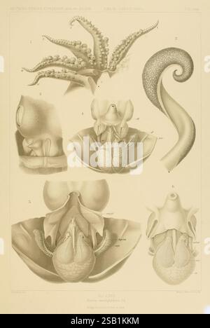 Die Cephalopoden, [Iena], G. Fischer, 1910-1915. Cephalopoda, navire de Valdivia, expédition de Valdivia 1898 1899, illustration détaillée présentant divers aspects de l'anatomie des céphalopodes, en se concentrant spécifiquement sur les structures de la pieuvre commune (Octopus vulgaris). L'image présente des diagrammes étiquetés mettant en évidence des caractéristiques anatomiques distinctes, y compris les tentacules, le siphon et les organes reproducteurs. Chaque partie est méticuleusement rendue pour fournir un aperçu de la biologie complexe de ces créatures marines. La dénomination scientifique et l'étiquetage correspondent à différents aspects de leur physiolog Banque D'Images