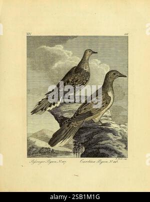 Arctic Zoology, Londres, imprimé par Henry Hughs, 1784-1785, oiseaux, animaux, pigeon, Amérique du Nord, passager, zoologie, pigeon voyageur, régions arctiques, ectopistes migratorius, Une paire de pigeons de Caroline est représentée perchée sur un éperon rocheux, mettant en valeur leur plumage distinctif. Les oiseaux sont illustrés dans un style naturaliste, mettant en évidence leurs motifs complexes de plumes et les formes du corps. Le fond présente un paysage subtil avec des nuages doux, créant une atmosphère sereine. La composition souligne l'élégance et la beauté de ces oiseaux, capturant un moment de tranquillité dans leur habi Banque D'Images