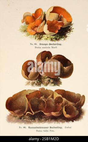 Führer für Pilzfreunde Zwickau i. S. Förster & Borries 1896 champignons champignons vénénéneux champignons bois trou Peziza badia Aleuria aurantia mycologie champignons, l'illustration présente deux types distincts de champignons du genre Peziza. La section supérieure présente Peziza aurantia, communément appelé le becherling orange, caractérisé par sa forme vibrante de coupe orange. En dessous se trouve Peziza Badiia, connu sous le nom de Kastanienbrauner Becherling, qui se distingue par sa coloration plus foncée, marron-marron et ses bords ondulés. Chaque spécimen fongique est représenté avec des détails complexes, mettant en évidence les textures et pour Banque D'Images