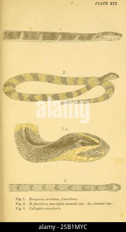 Serpents indiens, Madras, Higginbotham, 1874, Chine, Inde, serpents, Asie du Sud, Bungarus caeruleus, Bungarus fasciatus, Sinomicrurus macclellandi, taxonomie : sous-ordre = Serpentes, Journée mondiale du serpent, l'illustration présente une plaque détaillée montrant trois figures distinctes de serpents. - **La figure 1** représente le Dungara arcanatus, représenté avec une attention particulière à l'échelle et à la texture. - **La figure 2** se concentre sur l'espèce B. fasciatus, y compris deux représentations : la première est représentée à un sixième de sa taille naturelle, tandis que la seconde reflète sa taille naturelle, les deux donnant un aperçu de la f du serpent Banque D'Images