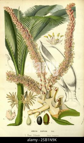Flore des serres et des jardins de l'Europe, A Gand, chez Louis van Houtte, éditeur, 1845-1880, l'illustration présente une représentation complexe de la plante Areca sapida, communément appelée palmier à noix de bétel. Les représentations détaillées incluent les épis fleuris ornés de fleurs et de fruits non mûrs, la structure distinctive du tronc du palmier et les différentes étapes du développement des fruits. La mise en page comporte des annotations identifiant différentes parties de la plante, telles que les fleurs, les fruits et le feuillage. En outre, plusieurs éléments botaniques, y compris les graines et leur arrangement, highl Banque D'Images