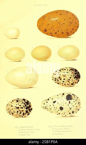 Oology of New England Boston, A. Mudge & son, imprimeurs, 1886, oiseaux, Nouvelle-Angleterre, oeufs, nids, excellent, Une compilation de neuf oeufs d'oiseaux affichés dans un arrangement séquentiel, illustrant leurs formes, tailles et marques distinctes. Les œufs sont étiquetés avec leurs espèces correspondantes : le premier est du pétrel de leach, suivi par le Grand plongeur du Nord, Horned Grebe, Heath Hen, pied-Billed Grebe, Common Puffin, Guillemot noir, et une catégorie générale pour les œufs communs. Les motifs complexes et les couleurs sur les coquilles d'œufs soulignent les caractéristiques uniques de chaque espèce, showca Banque D'Images