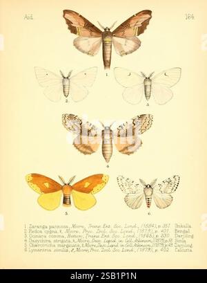 Aide à l'identification des insectes, Londres, E.W. Janson, 1880-90, classification, insectes, arthropodes, arthropodes, Zaranga pannosa, Redo acygna, Ocinara comma, Dasychira strigata, Chaerotricha marginata, Lymantria similis, Une collection de six mites illustrées exposées dans une mise en page structurée. Chaque spécimen est étiqueté avec son nom scientifique et son numéro de référence, fournissant une identification claire. Les espèces présentées comprennent Zaranga pammelosa, Retica cygna, Cycnara cumma, Dasychira strigata, Chariocampa threnodia, et Lymantria similus. Chaque papillon présente des motifs et des couleurs d'ailes distinctifs Banque D'Images
