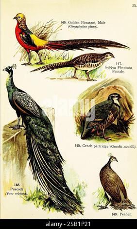 Oiseaux du monde pour les jeunes, New York, F.A. Stokes Company [1909]. Oiseaux, Pavo cristatus, perruque indienne, Chrysolophus pictus, faisan doré, Alectoris graeca, perdrix rocheuse, la scène présente un assortiment d'oiseaux affichés avec des détails complexes et des couleurs vibrantes. En haut à gauche, un mâle Golden Pheasant présente son plumage saisissant, avec de riches teintes dorées et une longue queue. Ensuite, une femelle Golden Pheasant est représentée, plus tamisée en couleur mais toujours élégante. Ci-dessous, une perdrix grecque se dresse avec un corps arrondi et un subtil mélange de bruns et de gris, dégageant un charme naturel. Vers le Banque D'Images