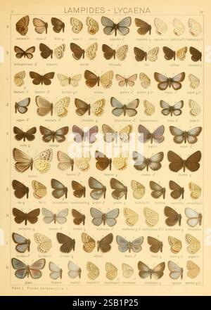 Les Macrolépidoptères du monde, Stuttgart, Seitz'schen (Kernen), 1906-, lépidoptères, cette illustration présente une collection diversifiée de papillons appartenant aux genres Lampides et Lycaena. Chaque rangée présente différentes espèces, méticuleusement arrangées pour la comparaison. Les papillons affichent une gamme de couleurs et de motifs sur leurs ailes, soulignant leurs caractéristiques uniques. Les espèces sont étiquetées avec des lettres et des noms, fournissant à la fois une nomenclature scientifique et commune. L'art détaillé souligne les marques complexes et les textures de chaque papillon, reflétant la beauté et la variété folle Banque D'Images