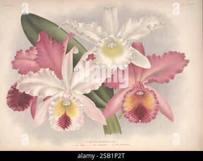 Lindenia, Bruxelles, L. Linden, 1891-[1897?], Orchidaceae, périodiques, œuvres picturales, Jean Jules Linden, Lucien Linden, Emrodigas, orchidées, botanique, fleurs, Alphonse Goossens, Cattleya labiata, une belle illustration mettant en vedette trois variétés distinctes d'orchidées Cattleya labiata, mettant en valeur leurs couleurs frappantes et leurs structures de pétales complexes. La première orchidée sur la gauche présente de délicats pétales blancs avec un centre jaune vif, tandis que la fleur centrale présente des teintes roses douces avec un détail marron profond dans la gorge. L'orchidée sur la droite est pareillement ornée, mélangeant les nuances de wh Banque D'Images