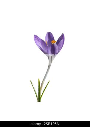 Fleur de crocus printanière violette gros plan découpe isolée sur blanc Banque D'Images