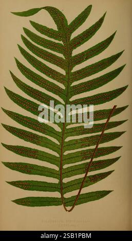 Fougères : britanniques et exotiques. 1856-60, fougères,, l'image présente une illustration détaillée d'une fougère, mettant en valeur ses frondes élégantes dans une teinte verte luxuriante. Les feuilles sont élaborées de manière complexe, chaque feuillet présentant une série de petits points de spores circulaires le long des veines, indiquant ses structures reproductrices. La composition met en évidence la symétrie naturelle et le flux organique de la plante, avec une tige centrale proéminente soutenant la propagation des branches feuillues. Cette représentation souligne les riches textures et structures uniques aux fougères, améliorant l'appréciation de l'art botanique. L'étiquette Banque D'Images