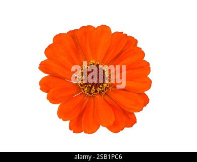 Découpe isolée de fleur de zinnia orange Banque D'Images