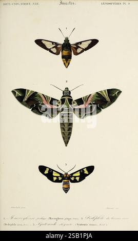 Dictionnaire universel d'histoire naturelle, Paris, chez les editeurs MM. Renard, Martinet et cie, rue et Hotel Mignon, 2 (quartier de l'École-de-médecine), 1847-1849, botanique, dictionnaires, histoire naturelle, œuvres picturales, science, zoologie, insecte, l'illustration présente trois représentations minutieusement détaillées de mites, mettant en valeur leurs motifs et couleurs uniques. Le spécimen supérieur, étiqueté 1, est identifié comme *Macroglossum piasus*, avec des nuances frappantes de brun et de vert, organisées selon un motif qui évoque l'apparence du camouflage. Le papillon central, numéroté 2, est présenté côté o Banque D'Images