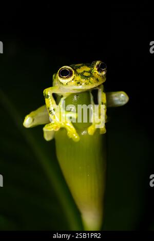 Hyalinobatrachium valerioi, parfois connue sous le nom de grenouille en verre la Palma, dans la jungle du Costa Rica Banque D'Images