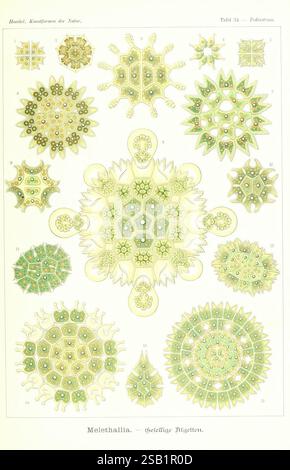 Kunstformen der Natur, Leipzig und Wien, Verlag des Bibliographischen Instituts, 1904, œuvres picturales, zoologie, Ernst Haeckel, L'illustration présente une variété de dessins complexes inspirés par des formes naturelles, représentant spécifiquement le genre Meletahallina. Chaque motif détaillé est méticuleusement rendu, avec des formes géométriques et des éléments organiques qui reflètent la complexité de la vie microscopique. L'arrangement comprend une collection de diverses structures, certaines ressemblant à des motifs étoilés ou floraux, tandis que d'autres prennent des formes plus abstraites. L'utilisation de lignes délicates et embellishme Banque D'Images