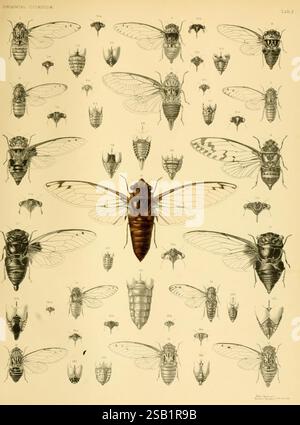Monographie des Cicadidés orientaux. Londres, imprimé par West, Newman & Co, 1889-92. Asie, insectes, arthropodes, Cicadidae, arthropodes., une illustration détaillée montrant diverses espèces de cigales orientales, disposées en grille systématique. La figure centrale présente une grande cigale détaillée, entourée de représentations plus petites et complexes de différentes variétés de cigales, chacune étiquetée avec des numéros correspondants. La représentation met en évidence les caractéristiques physiques uniques de chaque espèce, y compris les ailes, les formes du corps et les marques distinctives. Cet écran éducatif s Banque D'Images