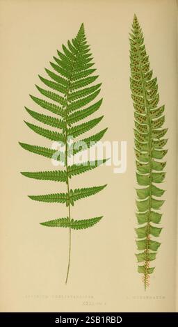 Fougères : britanniques et exotiques 1856-60, fougères, l'image montre deux espèces distinctes de fougères affichées côte à côte pour comparaison. Sur la gauche, l'Aspidium Thelypterioides présente une fronde haute et élégante caractérisée par ses feuilles largement pennées, affichant un ton vert luxuriant et vibrant. Les feuillets sont finement dentelés le long des bords, contribuant à l'aspect délicat général de la fronde. À droite, l'A. Mucronatum présente un aspect plus structuré avec une fronde plus étroite et allongée. Les feuillets sont disposés selon un motif alterné plus prononcé et présentent une pointe pointue, donnant le fro Banque D'Images