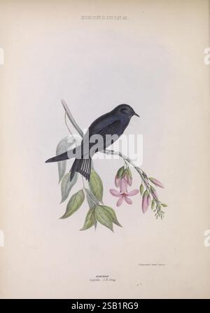 Les, genres, de, oiseaux, Londres, 1849, oiseaux, classification comportementale, pictural, œuvres, ornithologique, illustration, Un oiseau noir magnifiquement illustré perché gracieusement sur une branche délicate ornée de fleurs roses douces. L'oiseau présente un plumage élégant et brillant, mettant en valeur sa forme élégante. La composition est rehaussée par des feuilles vertes luxuriantes entourant la branche, créant un mélange harmonieux des éléments de la nature. Cette œuvre d'art capture l'essence de la présence sereine de l'oiseau sur un fond doux, soulignant à la fois ses caractéristiques frappantes et les détails complexes de la flore. Banque D'Images