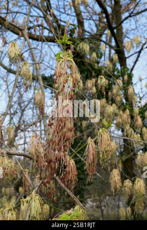 Acer negundo arbre en fleur Banque D'Images