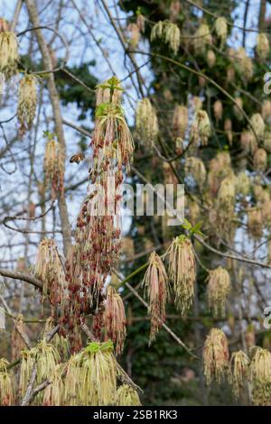 Acer negundo arbre en fleur Banque D'Images
