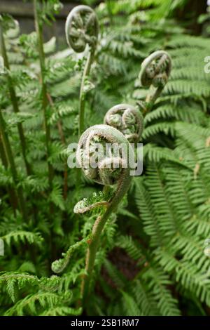 Fougère Dicksonia antarctica gros plan Banque D'Images