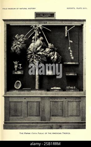 Annuel, rapport, du, Directeur à, le, Conseil, de, fiduciaires, pour, année, Chicago, États-Unis, Field, Museum, of, Natural, History, 1907-1943, Field, musée, de, naturel, histoire, naturel, histoire, périodiques, Une vitrine dédiée à la papaw (Carica papaya) des tropiques américaines. L'arrangement met en valeur divers aspects de la plante, y compris les fruits entiers et tranchés, les feuilles et éventuellement les fleurs. Les étiquettes informatives donnent un aperçu des caractéristiques et de l'importance de la papaw, soulignant son rôle dans l'écosystème et ses utilisations culinaires. La présentation générale met en évidence Banque D'Images