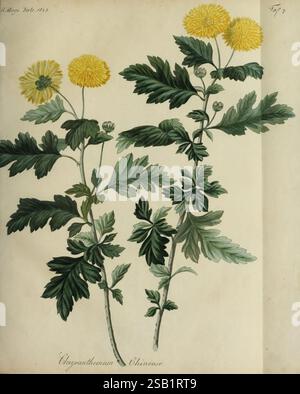 Fortsetzung des Allgemeinen teutschen Garten-Magazins Weimar Im Verlage des Landes-industrie-comptoirs 1815-1824 jardinage Allemagne périodiques horticoles, cette illustration présente deux tiges de la plante Chrysanthème, présentant des fleurs jaunes vives au sommet de chaque tige. Les fleurs sont rondes et densément pétales, créant un contraste visuel saisissant avec le feuillage vert luxuriant. Chaque tige est ornée de feuilles minutieusement détaillées, présentant une texture riche et différentes nuances de vert. La composition met en valeur la beauté naturelle du chrysanthème, avec ses fleurs en évidence Banque D'Images