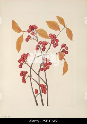 Amérique du Nord, fleurs sauvages, Washington, D. C, 1925, botanique, Amérique du Nord, œuvres picturales, fleurs sauvages, Mary Vaux Walcott, Mary Vaux Walcott, femmes dans la science, Une illustration botanique vibrante avec des grappes de baies rouges vives nichées au milieu de branches minces, complétées par de délicates feuilles jaune doré. L'arrangement met en valeur l'élégance naturelle des baies, soulignant leurs surfaces rondes et lisses et les textures contrastées des feuilles. La composition globale capture l'interaction de la couleur et de la forme, illustrant la beauté de la flore dans la nature. Les feuilles semblent être t Banque D'Images