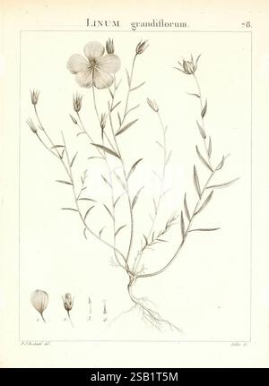 Flora Atlantica, sive Historia plantarum quae in Atlante, agro Tunetano et Algeriensi crescunt, Parisiis, apud Blanchon, 1800, plantes, Algérie, Tunisie, l'illustration présente une représentation détaillée de *Linum grandiflorum*, communément appelé lin à grandes fleurs. Il montre la tige mince de la plante, ornée de feuilles étroites et allongées disposées alternativement le long des branches. Une fleur proéminente avec cinq pétales est montrée en haut, mettant en valeur sa structure délicate. Sous l'illustration principale, des dessins supplémentaires représentent les différentes étapes de la gousse de fleur et de graine, mettant en évidence le Banque D'Images