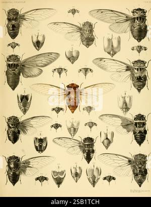 Une monographie des Cicadidés orientaux, Londres, imprimée par West, Newman & Co, 1889-92, Asie, insectes, arthropodes, Cicadidés, arthropodes, cette illustration présente une collection de cigales diverses de la famille des Cicadidae. Au centre, une cigale bien en vue présente ses ailes détaillées et sa structure corporelle. Autour de ce spécimen central, de multiples représentations plus petites mettent en valeur différentes espèces et caractéristiques anatomiques, y compris les ailes, les formes du corps et les marques distinctives. Chaque spécimen est méticuleusement rendu pour souligner la diversité parmi les cigales, facilitant les comparaisons en siz Banque D'Images