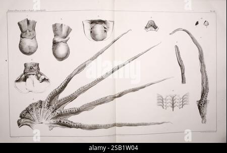 I Cefalopodi viventi nel Golfo di Napoli (sistematica) Berlin, R. Friedländer & Sohn, 1896. céphalopodes, mollusques, Naples, Baie d'Italie, poulpe, calmars, monstres sont réels, poulpe salutii, à venir iomerculiano, zoologie invertébrée, Giuseppe Jatta, une illustration scientifique complexe présentant diverses caractéristiques anatomiques d'une pieuvre. La composition comprend une grande représentation de la pieuvre avec des tentacules proéminents, soulignant la texture et la morphologie unique de ses ventouses. Autour de lui sont des études détaillées de différentes parties, y compris la tête, le manteau, et les structures internes, labèle Banque D'Images