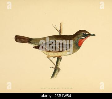 Une histoire des oiseaux d'Europe, non observé dans les îles Britanniques, Londres, G. Bell & sons, 1875-1876. Histoire, oiseaux, Europe, ornithologie, œuvres picturales, une parulle magnifiquement illustrée à gorge de rouille perchée délicatement sur une branche élancée. L'oiseau présente des tons terreux, avec des bruns et des verts subtils sur ses ailes et son dos, contrastant avec la teinte rouge orangé vibrante de sa gorge. Son corps arrondi et ses jambes élancées suggèrent un comportement vif, tandis que la posture attentive indique la vigilance dans son environnement. La composition met en évidence les détails complexes des motifs de plume et Banque D'Images