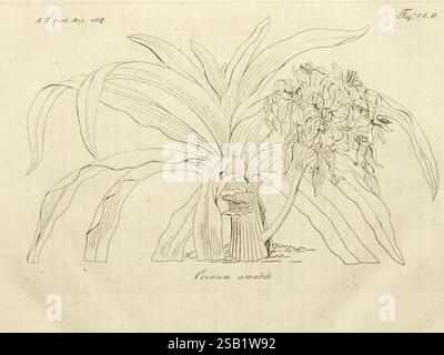 Fortsetzung des Allgemeinen teutschen Garten-Magazins, Weimar, Im Verlage des Landes-industrie-comptoirs, 1815-1824, jardinage, Allemagne, horticulture, périodiques, l'illustration présente la représentation botanique d'une plante étiquetée 'Eriocaulon angustifolium'. Cette pièce présente des détails complexes de la structure de la plante, y compris des feuilles allongées qui arquent élégamment et un groupe de fleurs au sommet. Les fleurs sont représentées dans une formation arrondie, soulignant leurs caractéristiques délicates. L'artiste a porté une attention particulière aux textures des feuilles et des fleurs, capturant le Banque D'Images
