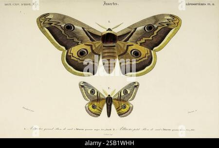 L'illustration présente deux représentations détaillées de la même espèce de papillon, mettant en évidence les différences de taille et les motifs complexes. Le papillon plus grand affiche des marques jaunes, brunes et noires vibrantes, avec des taches oculaires distinctives sur ses ailes qui sont conçues pour imiter l'apparence de grands prédateurs. La version plus petite, positionnée à côté, présente également ces taches oculaires mais dans des tons plus discrets. Cette pièce éducative met l'accent sur les caractéristiques anatomiques et la coloration des papillons, servant à améliorer la compréhension de leur beauté et de leur signification biologique. Le surro Banque D'Images