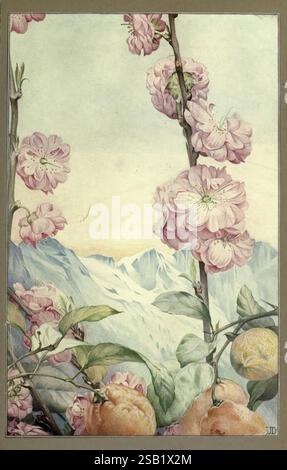 News of Spring and Other nature Studies, New York, Dodd Mead, 1917, Spring, Edward Julius Detmold, Almond Blossoms, Prunus Dulcis, Une scène vibrante mettant en vedette de délicates fleurs aux teintes roses douces entrelacées d'agrumes succulents, mettant en valeur un mélange harmonieux de beauté de la nature. Le premier plan est orné d'oranges pleines et mûres nichées au milieu de feuilles vertes luxuriantes, tandis que d'élégantes fleurs de cerisier grimpent vers le haut, ajoutant une touche de romance et de grâce. En arrière-plan, des montagnes majestueuses s’élèvent contre un ciel doux, suggérant une atmosphère sereine et tranquille. La composition capture l'essence de s. Banque D'Images
