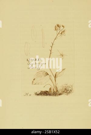 Orchidaceae, Boston, Houghton Mifflin, 1905-22, monocotylédones, Orchidaceae, orchidées, Blanche Ames Ames, femmes en science, une illustration mettant en vedette l'espèce végétale *Liparis samorrana* Reichenb., représentant une tige mince émergeant d'une touffe de feuillage ressemblant à de l'herbe. Le dessin capture des détails délicats de la structure fleurie, y compris la forme unique des fleurs et la disposition des feuilles. L'illustration principale est accompagnée de petits croquis de feuilles individuelles et de parties florales, fournissant un contexte supplémentaire pour l'identification. Le titre et le numéro de catalogue sont élégamment inscrits Banque D'Images