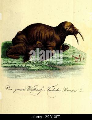 Getreue, Abbildungen, naturhistorischer, Gegenstände, in, Hinsicht, auf, Bechsteins, kurzgefasste, gemeinnützige, Naturgeschichte, des, in- und Auslandes, Nürnberg, in, der, Schneider und Weigelschen, Kunst- und Buchhandlung, 1793-1809, histoire naturelle, œuvres picturales, mammifères, cette illustration présente un morse, caractérisé par son corps épais et lombaire et ses défenses proéminentes, qui se courbent vers l'extérieur à partir de sa mâchoire supérieure. L'animal est représenté reposant sur un rivage rocheux, entouré d'un plan d'eau serein. Sa peau apparaît lisse, avec des textures subtiles qui suggèrent ses adaptations uniques à un marin Banque D'Images