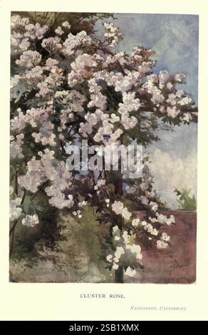 Garden Colour London E. P. Dutton & Company 1905 jardinage, Un groupe luxuriant de roses en fleurs remplit la composition, leurs délicats pétales blancs contrastant magnifiquement avec des notes de rose doux. Les fleurs sont abondantes, descendant en cascade d'un fond vert verdoyant, suggérant une scène de jardin florissante. De légers coups de pinceau suggèrent une journée ensoleillée, avec un soupçon de ciel bleu qui jette un coup d'œil à travers, améliorant l'atmosphère sereine. Cette œuvre capture la beauté de la nature, invitant à l'admiration et évoquant un sentiment de tranquillité. Le titre « Cluster Rose » est élégamment noté, ajoutant une touche de raffinement à Banque D'Images
