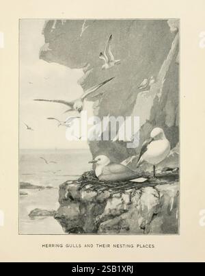 Monde des oiseaux, Boston, Ginn, c1898, oiseaux, Amérique du Nord, littérature juvénile, Goéland argenté d'Amérique, Larus smithsonianus, Une scène côtière sereine mettant en vedette des goélands argentés dans leur habitat naturel. Plusieurs goélands sont représentés perchés au sommet d'un rebord rocheux, avec quelques nids parmi les crevasses. En arrière-plan, un océan tranquille s'étend vers l'horizon, où d'autres goélands montent gracieusement dans le ciel. L'illustration détaillée capture l'essence de leurs lieux de nidification, mettant en évidence le lien entre les oiseaux et leur environnement côtier. Banque D'Images