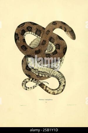 Herpétologie nord-américaine. v.2. Philadelphie, J. Dobson, 1836-1840. Amphibiens, reptiles, États-Unis, serpent d'eau brun, Nerodia taxispilota, serpents non venimeux, reptiles du Nouveau monde, serpents du Nouveau monde, animaux d'Amérique du Nord, serpents d'Amérique du Nord, herpétologie, Nerodia, Natricinae, Colubridae, serpent, Squamata, reptile, Nerodia taxispilota, l'illustration présente une représentation étonnamment détaillée d'un serpent enroulé, mettant en valeur les motifs complexes sur ses écailles. Le serpent affiche un mélange de riches bruns et crèmes, avec des marques distinctes qui améliorent sa texture et son allure. Le corps du serpent Banque D'Images