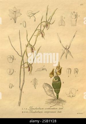 Xenia orchidacea, Leipzig, F.A. Brockhaus, 1858-1900., cette œuvre présente diverses illustrations botaniques d'orchidées, détaillant spécifiquement deux espèces : Dendrobium antennatum et Dendrobium compression. La composition comprend des dessins étiquetés représentant différentes parties des orchidées, telles que des fleurs, des feuilles et des tiges. Chaque élément est soigneusement rendu pour mettre en évidence les caractéristiques uniques de ces plantes, fournissant un aperçu de leur morphologie. Les dessins complexes reflètent la beauté et la complexité de la famille des orchidées, capturant la nature délicate et les diverses formes trouvées dans ce g. Banque D'Images