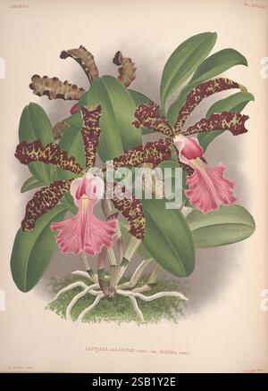 Lindenia, Bruxelles, L. Linden, 1891-[1897?], Orchidaceae, périodiques, œuvres picturales, cette illustration botanique met en valeur le magnifique Cattleya aclandiae, variété Maxima. L'œuvre d'art présente de multiples fleurs avec des pétales allongés saisissants et une riche combinaison de tons marron profond et rose vif. Chaque fleur présente des motifs et des textures complexes, accentués par les marques sombres dramatiques sur les pétales. Autour des fleurs se trouvent de robustes feuilles vertes, contribuant à l'aspect luxuriant général de la plante. Ce spécimen illustre la beauté et la diversité trouvées dans l'espèce d'orchidée Banque D'Images