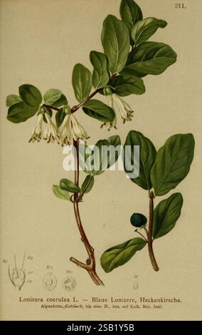 Atlas der Alpenflora, Wien, Alpenvereins, 1882, alpes, atlas, plantes de montagne, Une illustration botanique représentant la Lonicera coerulea, communément appelée chèvrefeuille bleu ou lonizer bleu. L'œuvre d'art présente un feuillage détaillé avec de larges feuilles vertes et des fleurs tubulaires délicates, blanches à jaune pâle disposées en grappes. Parallèlement, une représentation de ses fruits – de petites baies bleu foncé – est illustrée. Le dessin met en évidence la structure et les caractéristiques de la plante, offrant des étiquettes scientifiques et des descriptions qui catégorisent et détaillent les espèces. Notamment, l'image inclut également l'anatomique Banque D'Images