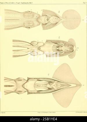 Die Cephalopoden, I. Teil, Berlin, R. Friedländer & Sohn, 1921-1928, mollusques, céphalopodes, Naples, baie d'Italie, l'illustration présente une étude anatomique détaillée des céphalopodes, présentant spécifiquement diverses vues de créatures marines telles que les calmars et les pieuvres. Chaque section présente une description claire et étiquetée des structures internes, y compris les systèmes musculaires, les placements d'organes et d'autres caractéristiques biologiques. Les images sont disposées pour fournir une compréhension complète de l'anatomie, mettant en évidence les adaptations complexes et uniques de ces créatures dans leur environnement aquatique Banque D'Images