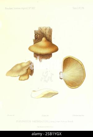 Icones mycologicæ, ou iconographie des champignons de France principalement Discomycetes, Paris, L. Lhomme, successeur, 1905-1910, Discomycètes, France, champignons, champignons, Émile Boudier, cette illustration montre le Pleurotus ostreatus, communément appelé champignon huître. La composition comprend de multiples vues du champignon, mettant en valeur son chapeau distinctif en forme d'éventail qui est généralement de couleur beige à brun. Le capuchon est lisse et soyeux, avec une courbe douce et des bords qui peuvent rouler légèrement vers l'intérieur. Des vues en coupe transversale et latérale accompagnent le capuchon, mettant en évidence les branchies en dessous Banque D'Images