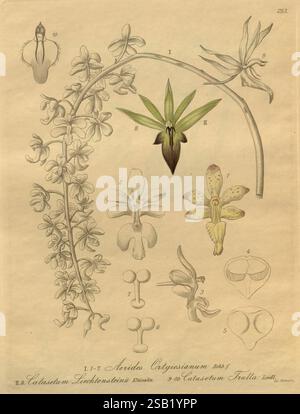 Xenia orchidacea, Leipzig, F.A. Brockhaus, 1858-1900., une étude botanique minutieusement illustrée mettant en valeur diverses espèces d'orchidées, soulignant leurs structures florales uniques et leurs caractéristiques détaillées. La composition comporte une tige gracieusement voûtée ornée de nombreuses fleurs délicates, chacune représentée avec précision. Plusieurs diagrammes étiquetés mettent en évidence des éléments spécifiques, y compris les fleurs, les feuilles et les parties reproductrices, permettant une compréhension complète de la morphologie. La mise en page globale est méthodique, reflétant une exploration des diverses formes et attributs withi Banque D'Images