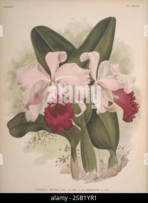 Lindenia, Bruxelles, L. Linden, 1891-[1897?], Orchidaceae, périodiques, œuvres picturales, Une superbe illustration botanique mettant en vedette l'orchidée Cattleya trianae, mettant en valeur ses fleurs saisissantes. Les grandes fleurs présentent de délicats pétales blancs avec une lèvre riche et pourpre, entourées de feuilles vert foncé brillantes. Cette représentation exquise met en valeur les détails complexes et les couleurs vibrantes de l'orchidée, soulignant sa beauté naturelle et son élégance. La composition capture l'essence de cette espèce, ce qui en fait un sujet cher aux amateurs de fleurs et aux amateurs d'art. Banque D'Images