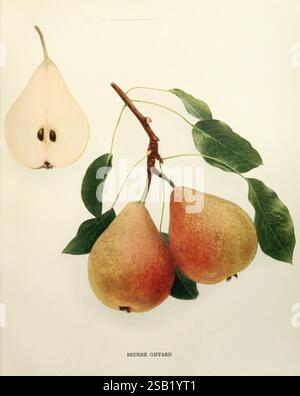 Les poires de New York. Albany, Lyon, 1921, culture, Pyrus, poire beurre Giffard, l'illustration montre un amas de trois poires beurre Giffard mûres suspendues à une branche ornée de feuilles vertes vives. Chaque poire affiche une peau lisse, légèrement mouchetée dans des teintes chaudes de jaune et brun clair, suggérant la maturité. Dans le coin supérieur gauche, une seule poire coupée en deux révèle sa structure interne, mettant en évidence la chair crémeuse et pâle et les graines sombres nichées à l’intérieur. Cette composition souligne la beauté naturelle du fruit, invitant les spectateurs à apprécier sa forme et sa couleur. Banque D'Images