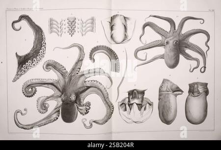 Moi, Cefalopodi, viventi, nel, Golfo, di, Napoli, (sistematica), Berlin, R, Friedländer, &, Sohn, 1896 ans, céphalopode, mollusques, Naples, baie, of, Italie, poulpe, poulpe, salutii, poulpe, vulgaris, monstres, sont, réel, venir, iomerculiano, invertébré, zoologie, Giuseppe, Jatta, Une collection d'illustrations détaillées présentant diverses espèces de poulpes. L'œuvre présente de multiples angles et vues anatomiques, mettant en évidence des caractéristiques distinctives telles que la texture de la peau, la forme des tentacules et la structure de la tête. Les numéros d'accompagnement indiquent différentes espèces ou Banque D'Images