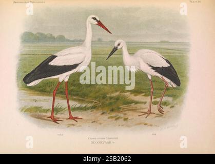 Ornithologia Neerlandica, 's-Gravenhage, M. Nijhoff, 1922-35, oiseaux, pays-Bas, Ciconia ciconia, cigogne blanche, Marinus Adrianus Koekkoek, Eduard Daniël van Oort, ornithologie, Une paire de cigognes est représentée debout dans un environnement luxuriant et marécageux. La première cigogne, au plumage noir et blanc saisissant, présente des jambes rouges éclatantes et un long col élancé, incarnant la grâce et l'élégance. À côté, une cigogne plus jeune présente des caractéristiques similaires mais avec une coloration et une posture légèrement différentes, suggérant un stade de développement. Le fond révèle un paysage serein de verts doux et de brun sourd Banque D'Images