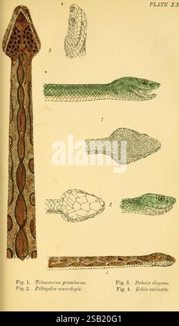 Serpents indiens, Madras, Higginbotham, 1874, Chine, Inde, serpents, Asie du Sud, Trimeresurus gramineus, Peltopelor macrolepis, Daboia, Echis carinatus, taxonomie : suborde R= Serpentes, Journée mondiale du serpent, Une illustration détaillée représentant quatre espèces de serpents distinctes, chacune présentant ses motifs et ses couleurs uniques. - **Figure 1** : caractéristiques *Trimexanus gramineus*, caractérisé par des motifs brunâtres complexes qui ressemblent à des feuilles séchées. - **Figure 2** : montre *Peltopelor macrolepis*, identifiable par ses écailles lisses et sa coloration subtile. - **Figure 3** : illustre *Daboia elegans*, distingué par Banque D'Images