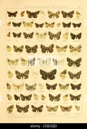 Les Macrolépidoptères du monde, Stuttgart, Seitz'schen (Kernen), 1906-, lépidoptères, une vaste gamme de papillons du genre Carcharodus, bien en vue sur une carte étiquetée. Chaque spécimen est méticuleusement disposé en rangées, présentant une variété d'espèces avec des motifs et des couleurs distincts sur leurs ailes. Les diverses caractéristiques morphologiques, allant des teintes vibrantes aux tons sourds, soulignent les caractéristiques uniques de chaque papillon. Des noms scientifiques accompagnent chaque spécimen, fournissant une référence claire pour l'identification. Cette collection sert de ressource éducative, Ill Banque D'Images
